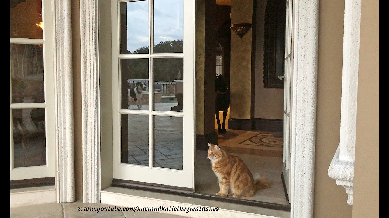 Funny Great Dane Helps Cat Decide To Go Outside Or Stay Inside