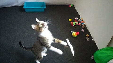 Funny Kitten Jumps to Catch the Toy