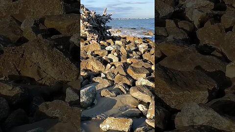 #Driftwood #Beach 🌊 in the #goldenhour 🌅 30 #shorts