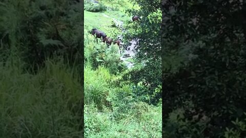 The rain has created a creek on our property 23 Feb 2022