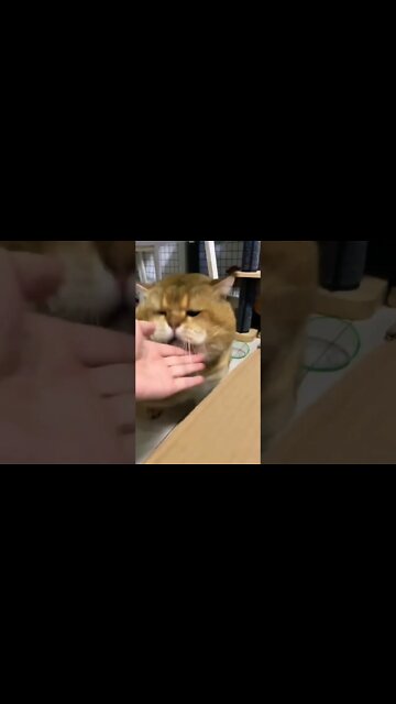 Chunky cat 🥰 #shorts