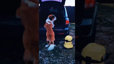 #shorts Смешные Собаки Из Тик Тока 167 Funny Dogs From Tiktok