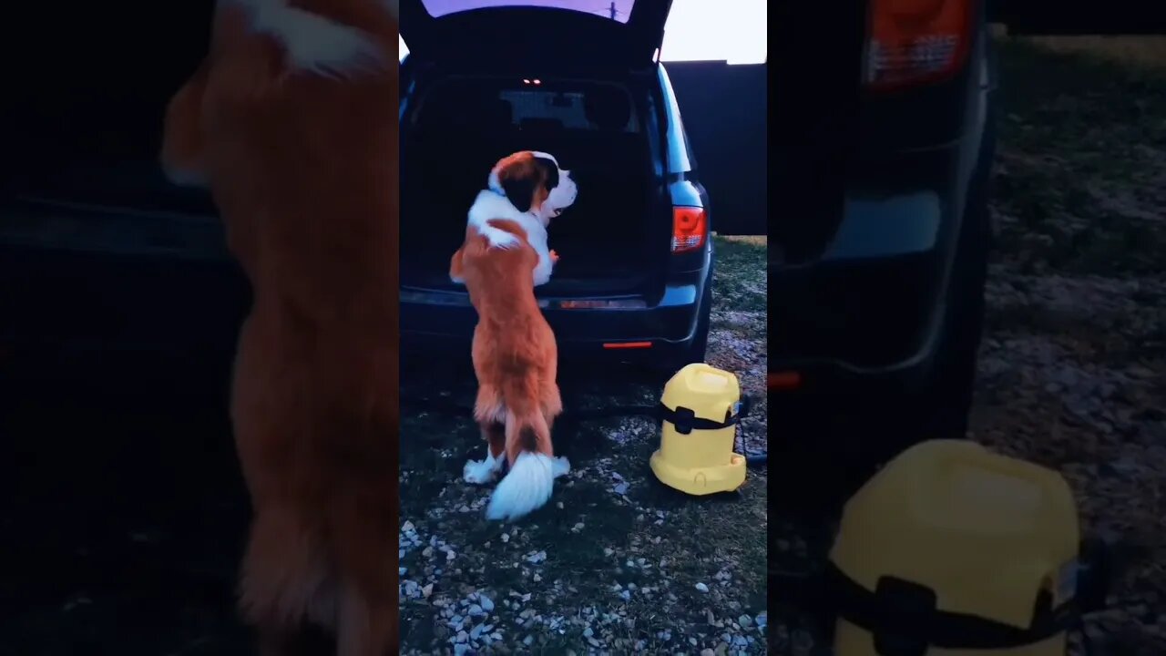 #shorts Смешные Собаки Из Тик Тока 167 Funny Dogs From Tiktok