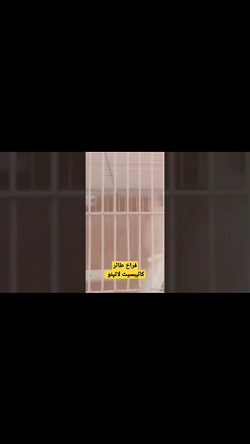 فراخ طائر كاليبسيت لاتينو