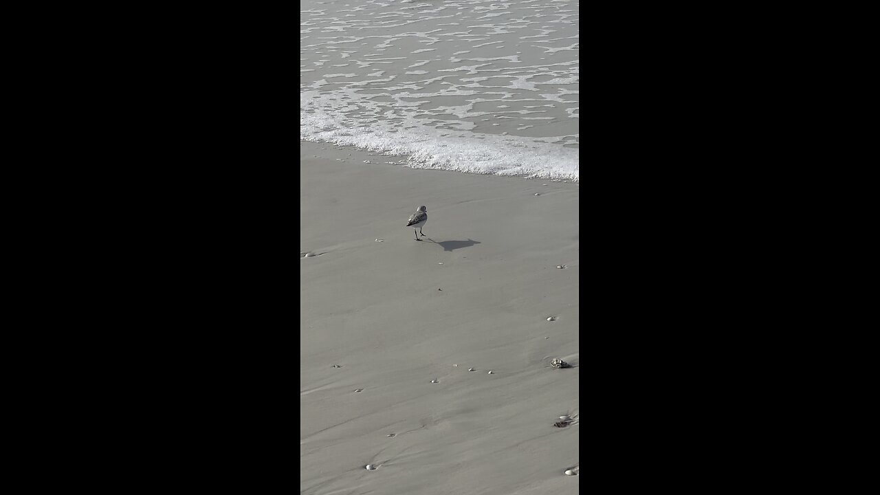 Sandpiper in Paradise 4K