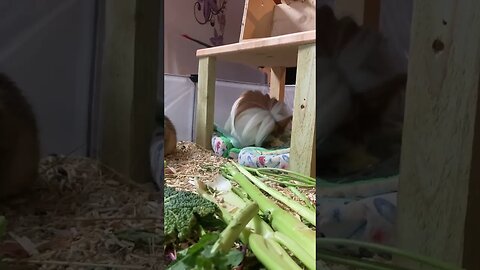 Guinea pig Fergus cleaning himself