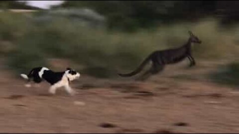 Un kangourou se baigne sur une plage australienne !