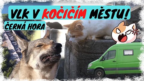 Československý vlčák terorizuje Kotor, aneb další výprava dodávkou po Černé hoře #vanlife