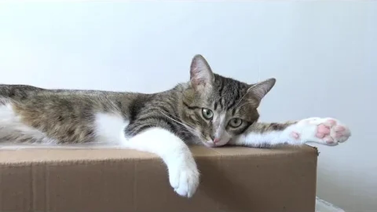 Why Do Cats Love Boxes