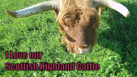 I Love our Scottish Highland Cattle