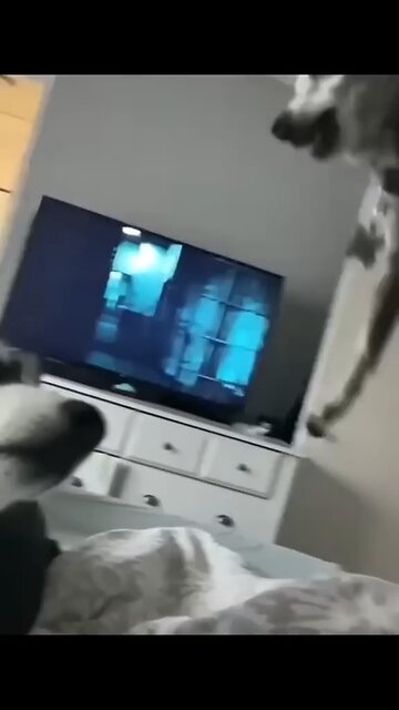 Funny_Animal_Videos_2022__Best_Dogs_And_Cats_Videos_😺😍_#_55(480p)