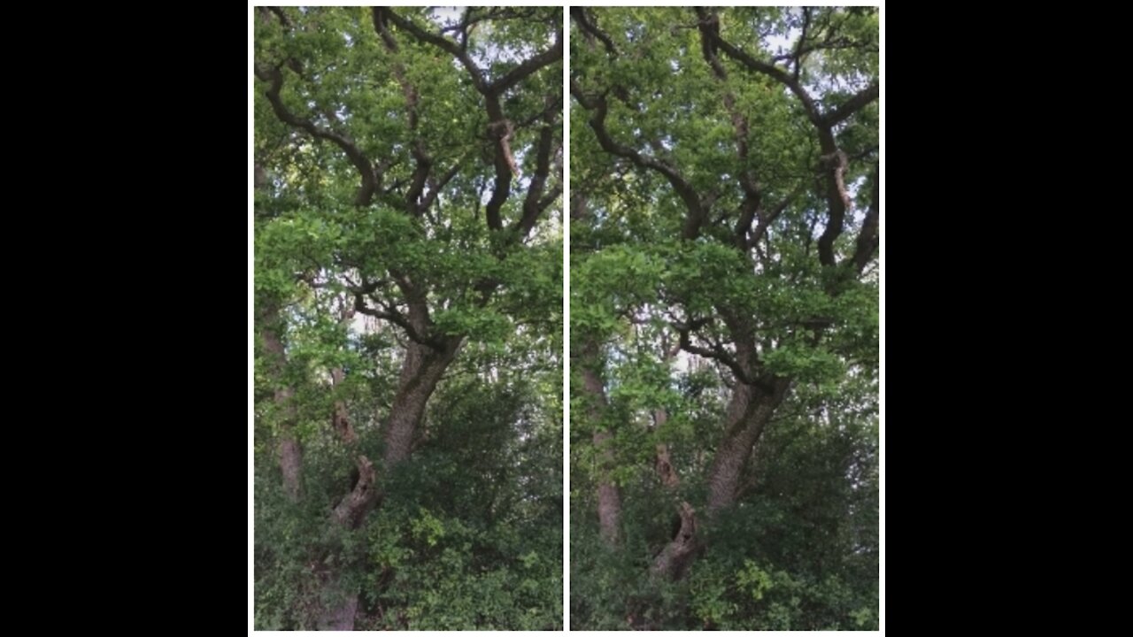 Birds talking to each and singing