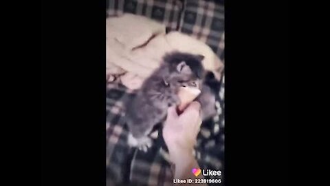 A little funny cat