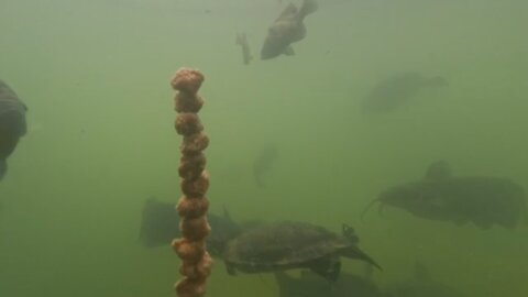 Turtles Love Chicken Nuggets