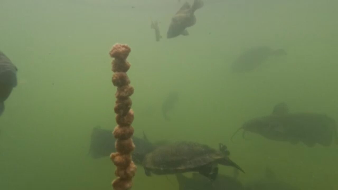 Turtles Love Chicken Nuggets