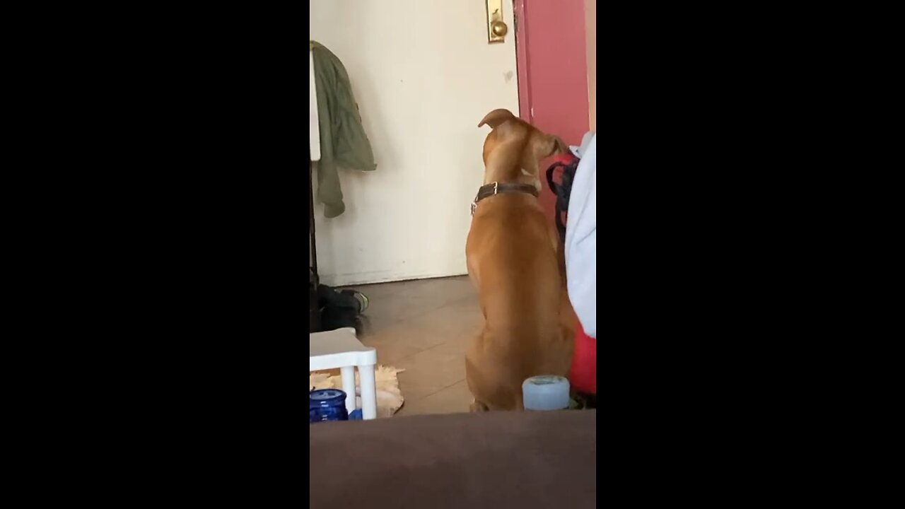 I howl when my mom leaves.