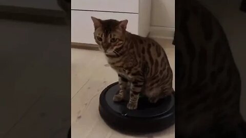 PLAYING CAT VIDEO MEAWWW