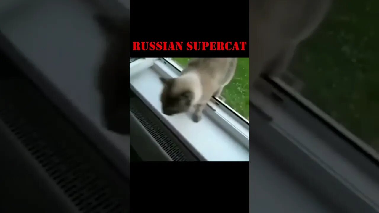 Amazing Cat jumps higher then anyone thought possible!!!!