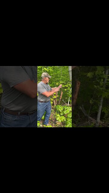 Move the deer EXACTLY where you want them #deer #deerhunting #hunting #foodplot #shorts