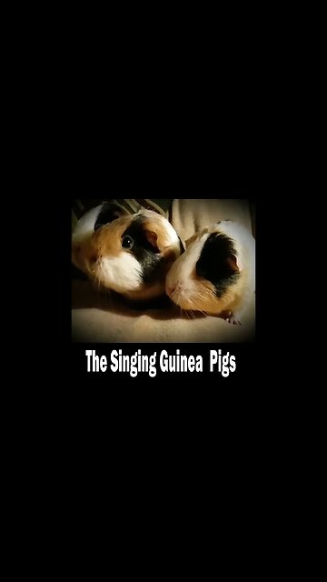 My Singing Guinea Pigs.