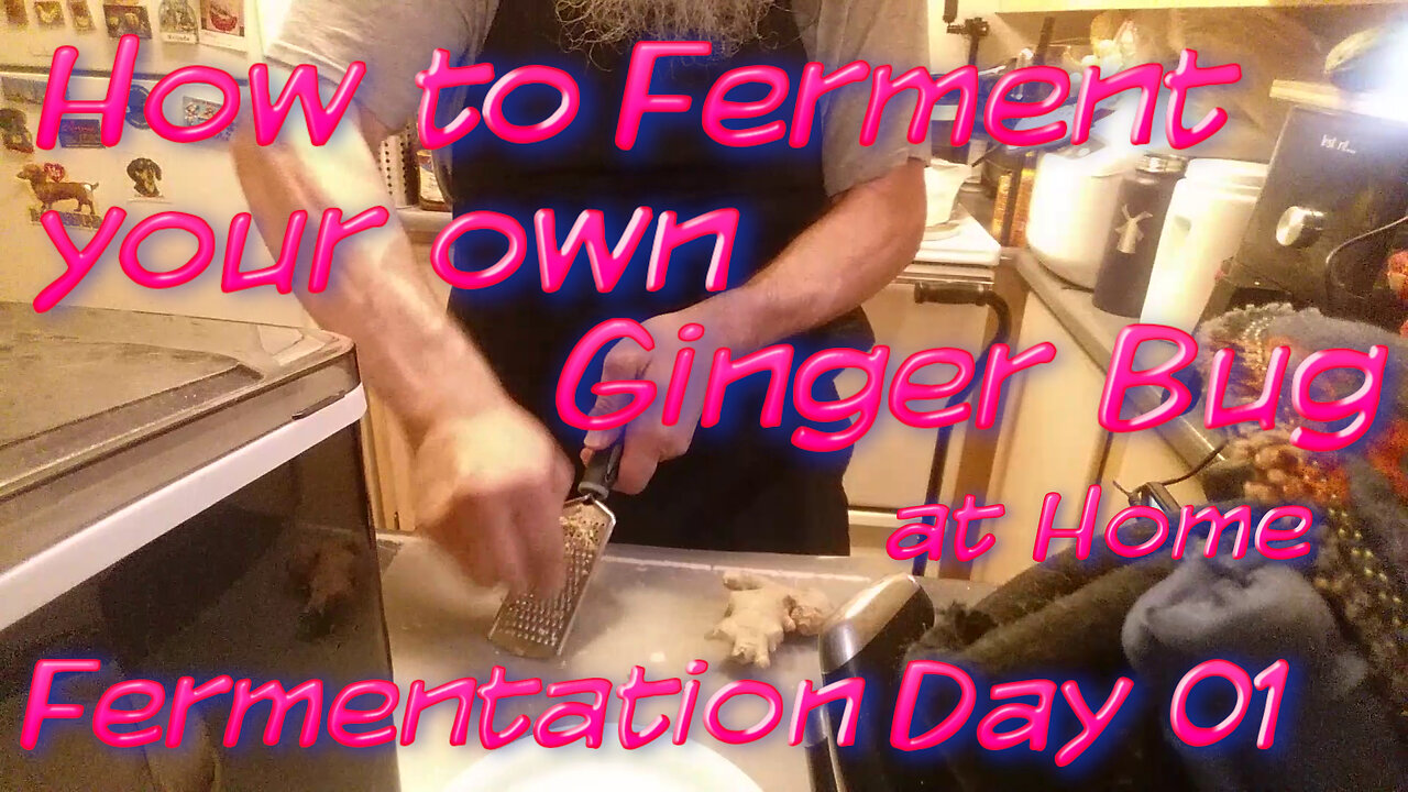 Fermented Gingerbug Bug Day 1 Tutorial - How to make one yourself easy