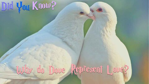 Did you know? Why do doves represent loves?