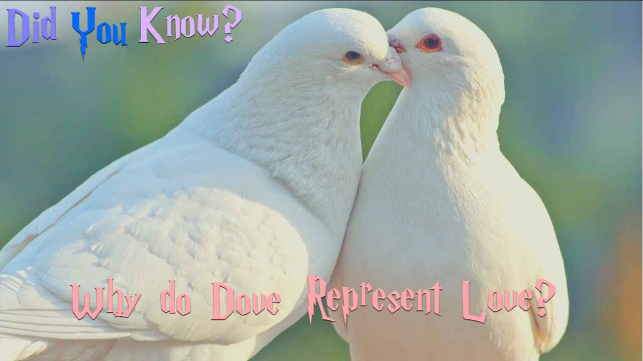 Did you know? Why do doves represent loves?