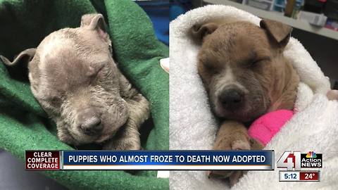 Puppies who almost froze to death now adopted