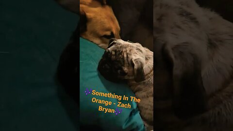 Garmr & Ivar "Something In The Orange -Zach Bryan" #dogshorts #zachbryan