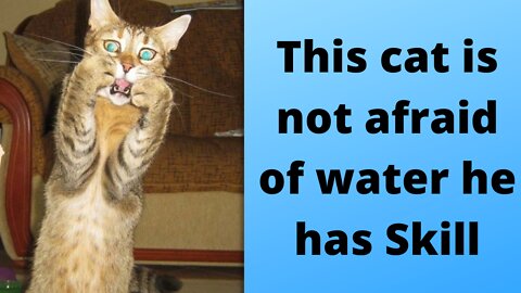 this cat is not afraid of water he has skill
