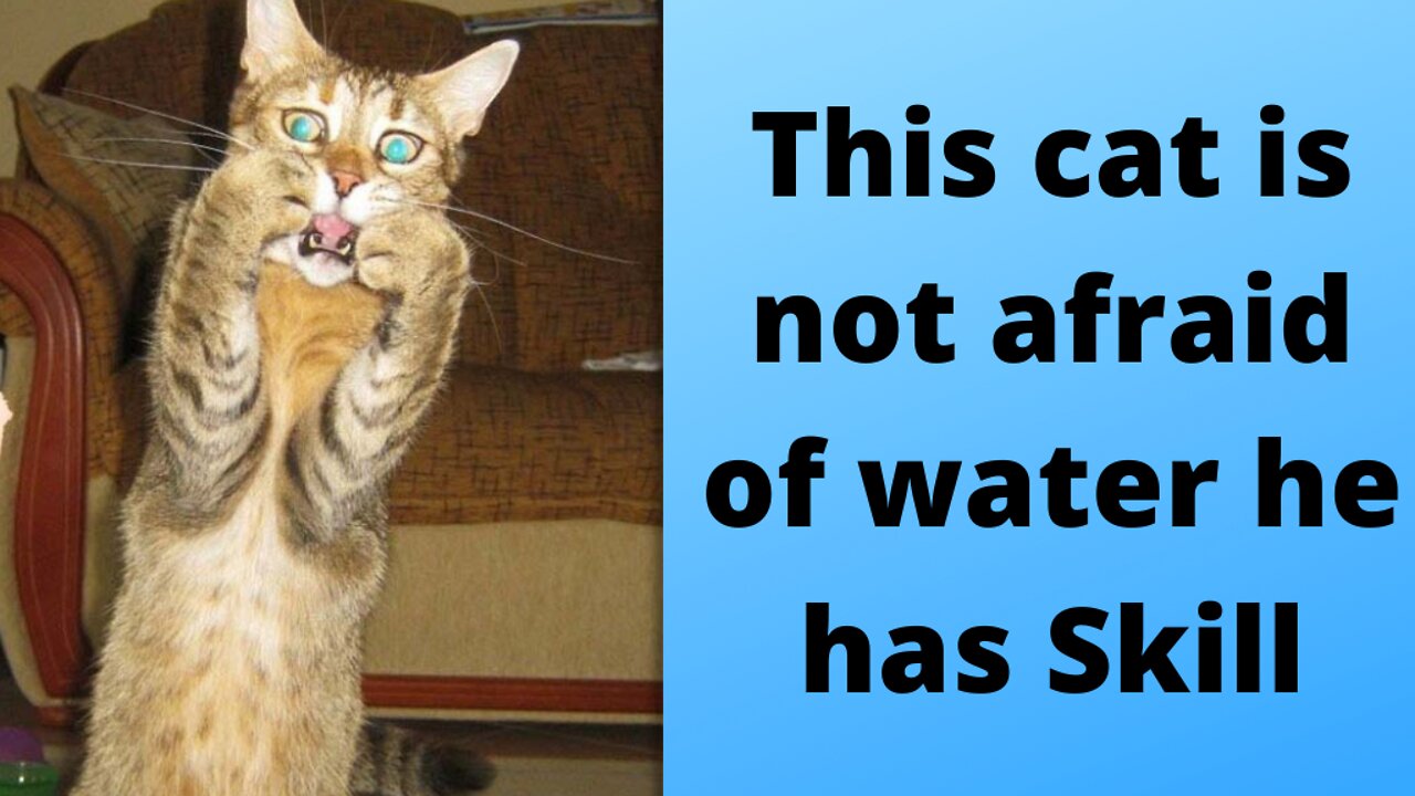 this cat is not afraid of water he has skill