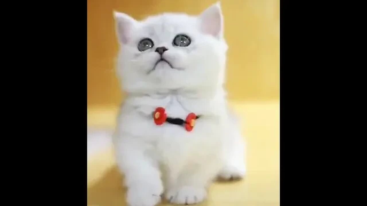 Lovely And Cute kittens #shorts #kitten #cats #cat #viral #tiktok #cute