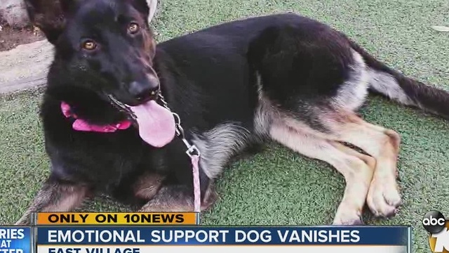 Woman searches for missing emotional support dog