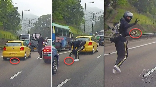 Héroe: Motociclista arriesga su vida para rescatar pequeño gatito