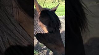 Beautiful Arab pony on a windy day