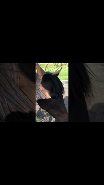 Beautiful Arab pony on a windy day