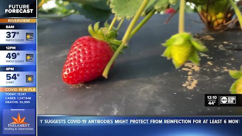 Strawberry farmers prep for freezing temperatures, impact on crop