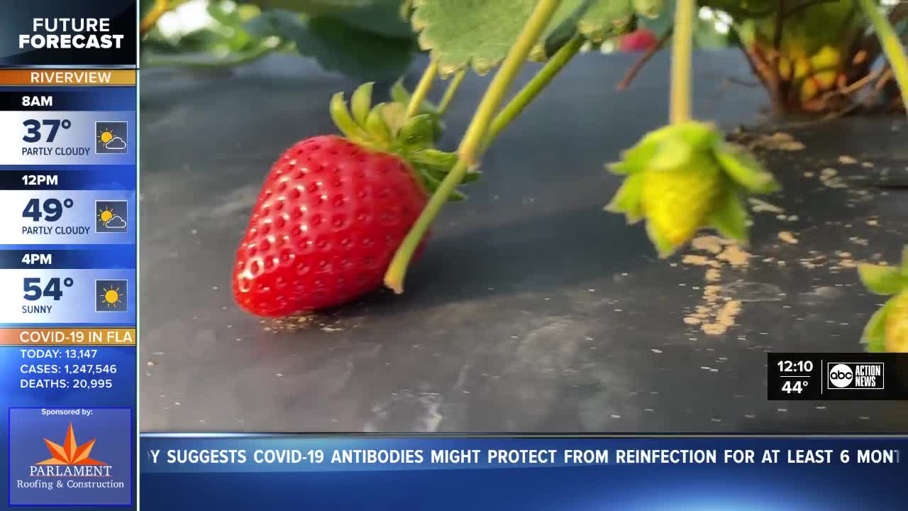 Strawberry farmers prep for freezing temperatures, impact on crop