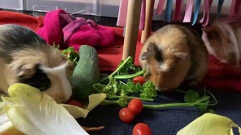 Guinea pigs afternoon buffet