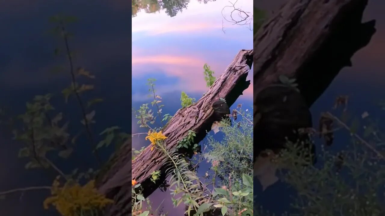 🌅SUNSET REFLECTIONS 🎨 #nature #sunset #sun #reflections #visual #visualart #waterart #water #lake