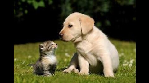 How to train your dog to be cat friendly_ How to teach your dog and cat to get along