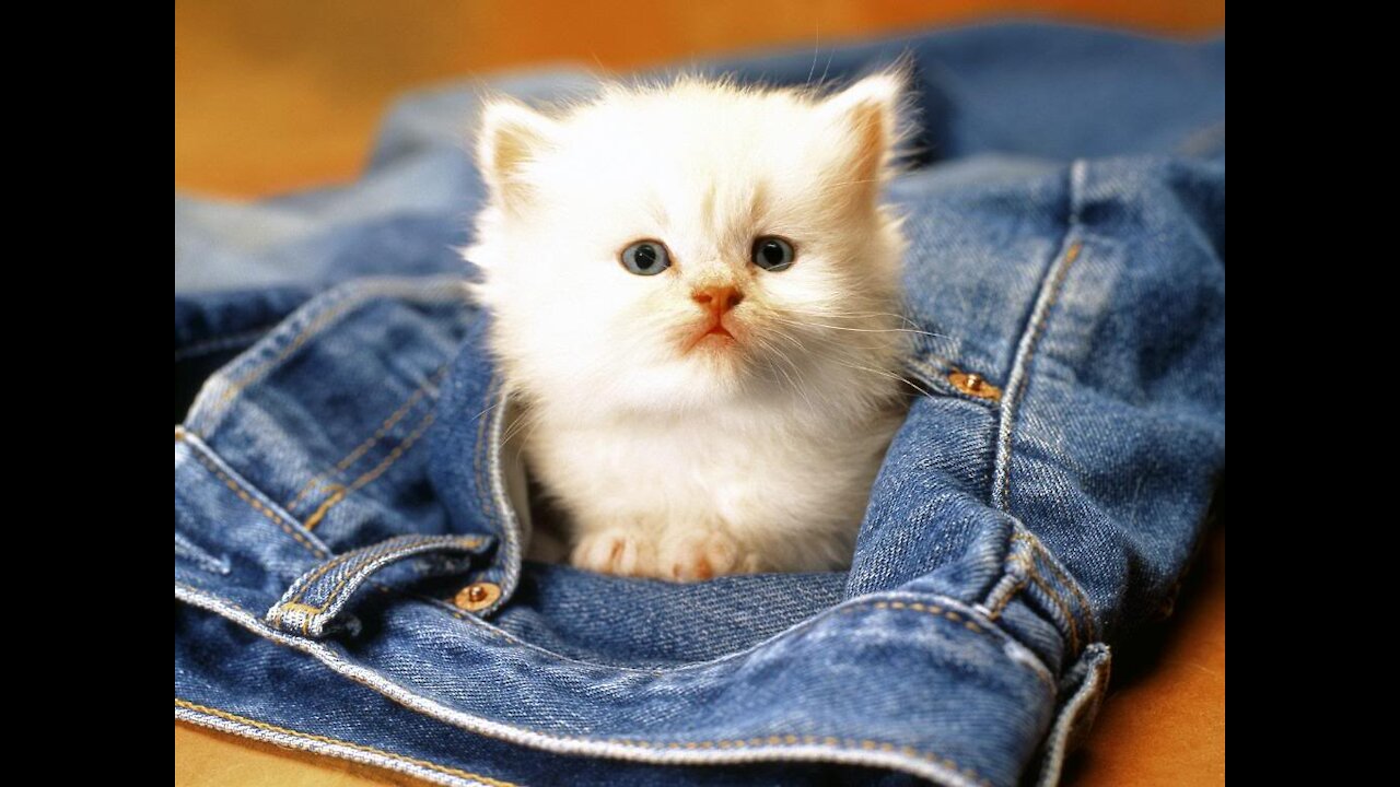 Cutest cats ever seen | best cat video clips