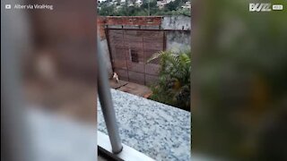 Cão é apanhado a sair de casa por buraco improvável