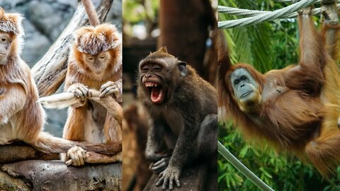 20 AMAZING Colorful Monkey Wildlife moment Short Film Showcase with Relaxing Music and sound #Monkey