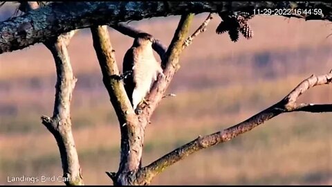 Cooper's Hawk Hunting By The Marsh 🌲 11/29/22 16:41