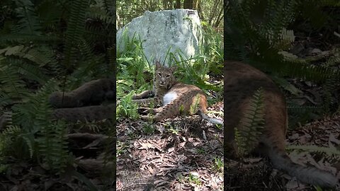 GOOD Night Shiloh Bobcat! I love your cute twitchy tail. Sleep well precious!