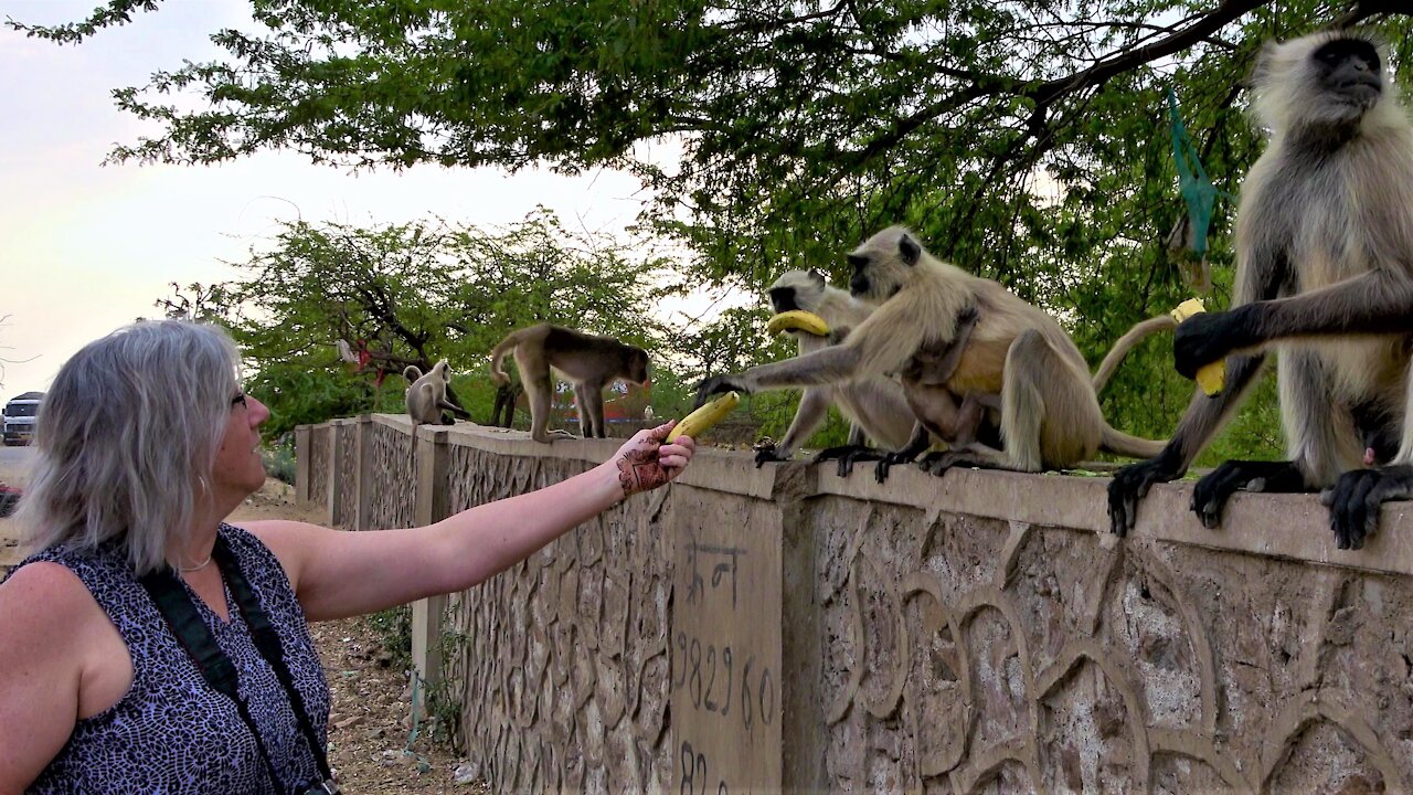 Monkey with her baby receives bananas from a kindly tourist