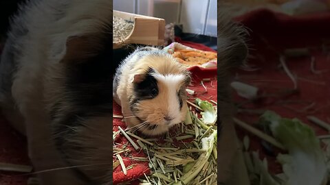 Guinea pig Svea is not impressed