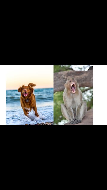 cute and funny dog Of Monkeys In A Zoo#shorts#animals Video