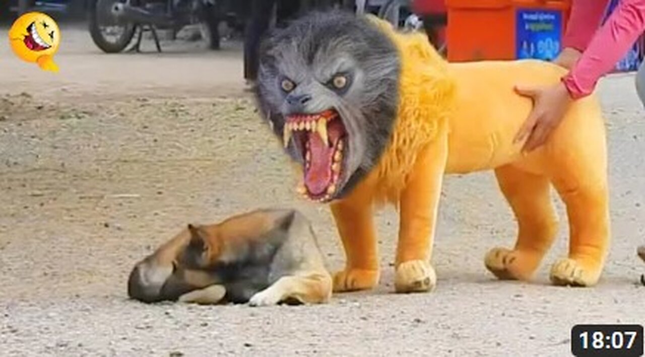 Troll Prank Dog Funny & fake Lion and Fake Tiger Prank To dog & Huge Box Prank to dog